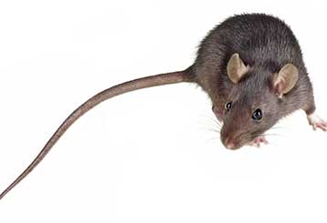 Mice or Rats – How Can I Tell? | Attic Cleaning Daly City, CA