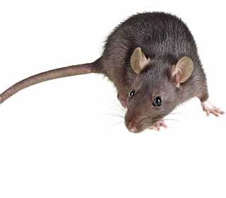 Mice or Rats? | Attic Cleaning Daly City, CA