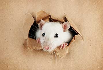 Rodent Proofing | Attic Cleaning Daly City, CA