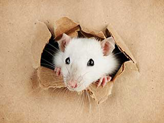 Rodent Proofing Services | Attic Cleaning Daly City, CA